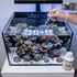 files/triton-aquatics-triton-stn-x-100ml-coral-tissue-rescue-treatment-1237069812.png
