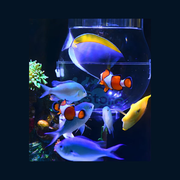 VASTOCEAN Aquarium Accessories / Aquarium Cleaner Tools VASTOCEAN Transparent Fish Catching Ball – Stress-Free Invisible Trap