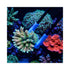 files/vastocean-aquarium-accessories-coral-gripper-vastocean-professional-carbon-fiber-tweezers-495mm-anti-corrosion-ultra-lightweight-1226454118.jpg