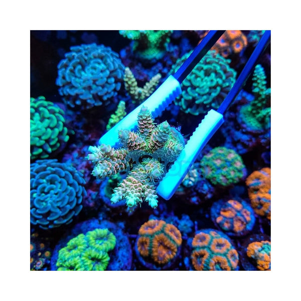 VASTOCEAN Aquarium Accessories / Coral Gripper VASTOCEAN Professional Carbon Fiber Tweezers 495mm – Anti-Corrosion & Ultra-Lightweight