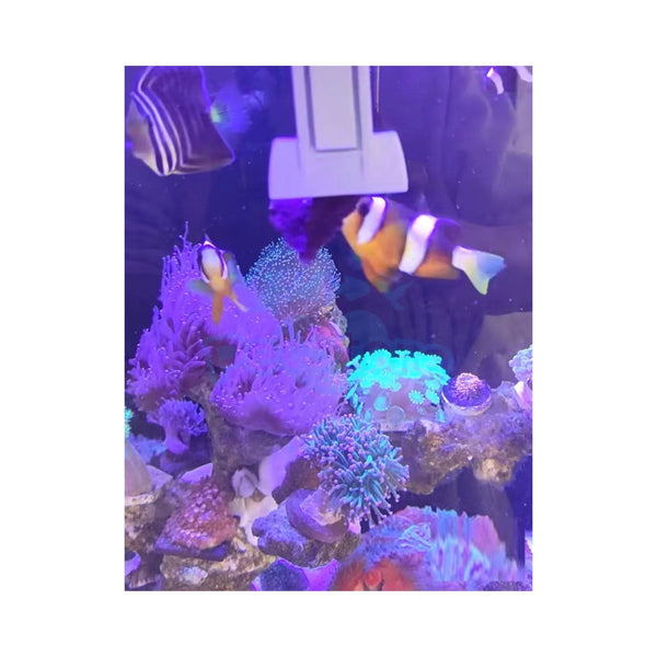 VASTOCEAN Aquatic Accessories VASTOCEAN Magnetic Seaweed & Algae Feeding Clip
