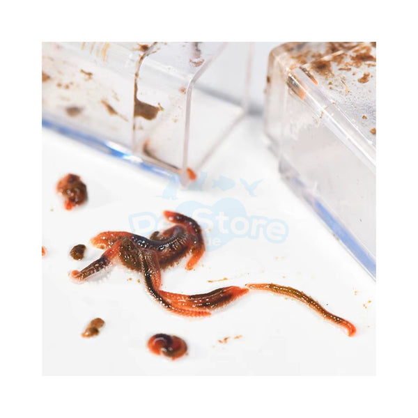 VASTOCEAN Aquatic Accessories VASTOCEAN Precision Worm Trap – Professional Pest Removal for Reef & Freshwater