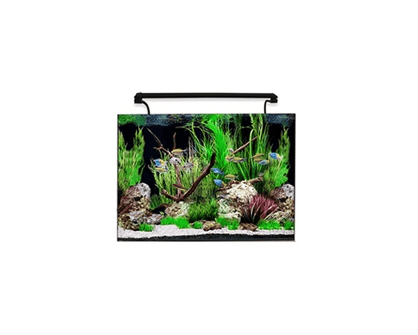 AquaNano 60 Tropical Glass Aquarium (60W x 40D x 44H cm) - Aqua One - PetStore.ae