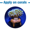 Coral Holder - ASFD - Aquarium Solution System - PetStore.ae