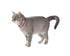 products/bobby-pets-bobby-confetti-cat-collar-pink-17472744751266.jpg