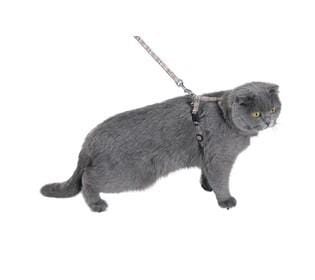 Kilt Cat Harness And Lead - Beige - Bobby - PetStore.ae
