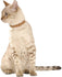 products/bobby-pets-bobby-little-camel-color-17362029478050.jpg