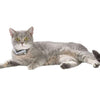 Spring Cat Collar - Lagoon - Bobby - PetStore.ae