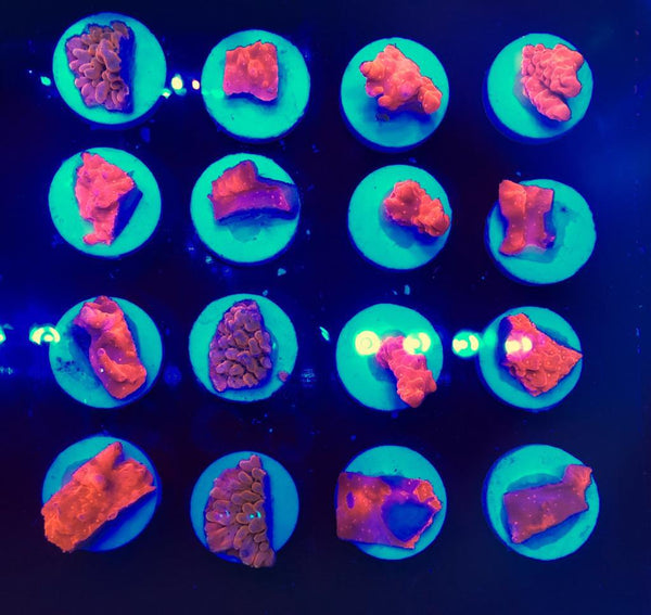 SPS Mix Frags ( Pack of any 4 frags) - PetStore.ae