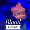 Blood Orange Leptoseris - PetStore.ae