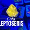Gold Leptoseris - PetStore.ae