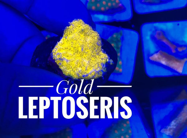 Gold Leptoseris - PetStore.ae