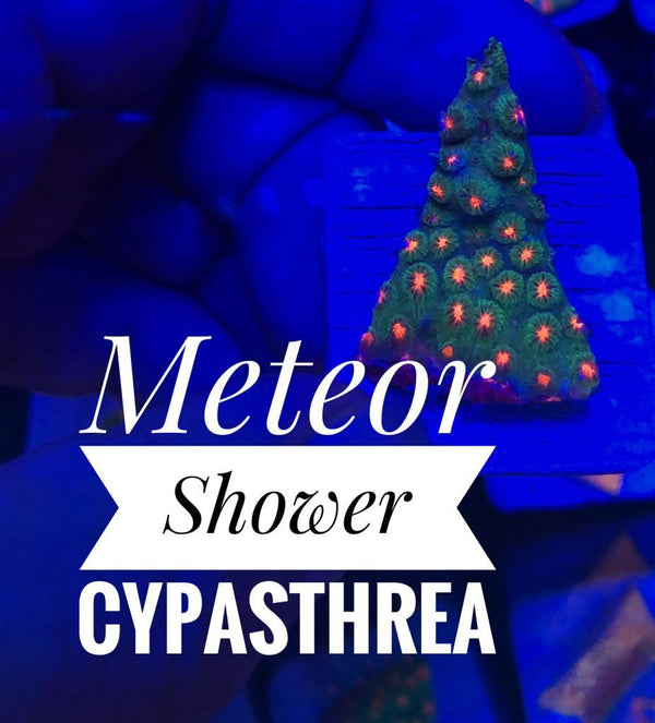Meteor Shower Cyphastrea - PetStore.ae