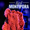 Primary Montipora - PetStore.ae
