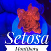 Setosa Montipora - PetStore.ae
