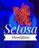 Setosa Montipora - PetStore.ae