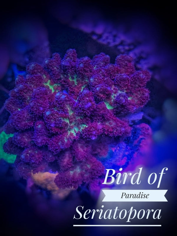 Bird of Paradise Seriatopora - PetStore.ae