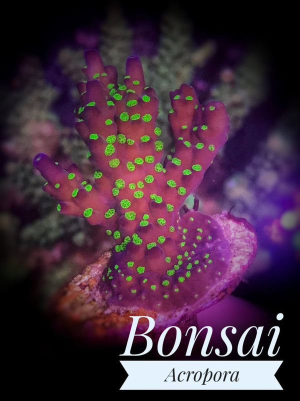 Bonsai Acropora - PetStore.ae