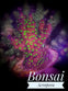 Bonsai Acropora