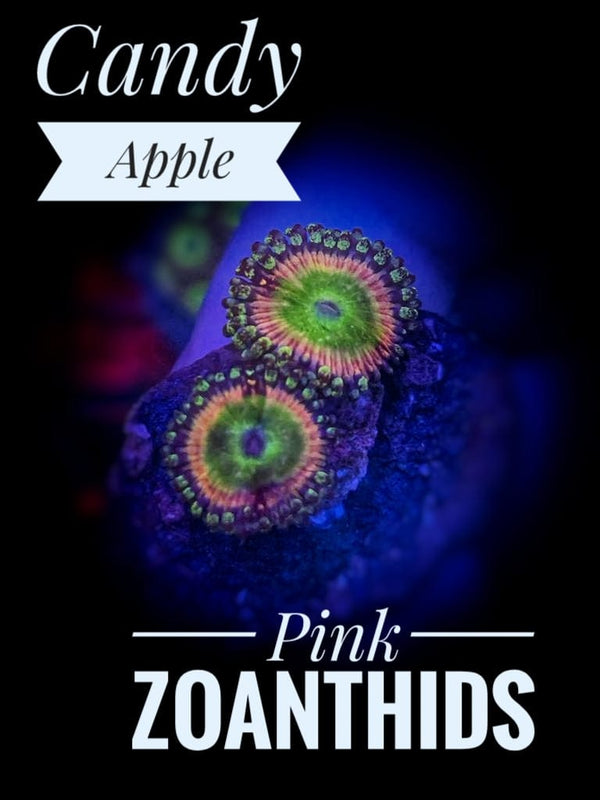 Candy Apple Pink Zoanthids - PetStore.ae