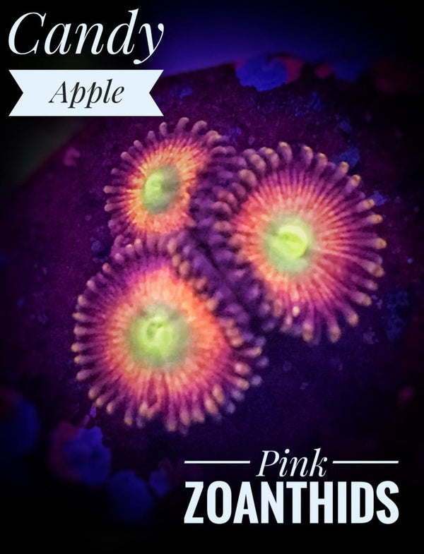 Candy Apple Pink Zoanthids - PetStore.ae