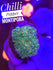 Chilli Pepper Montipora - PetStore.ae