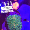 Chilli Pepper Montipora - PetStore.ae