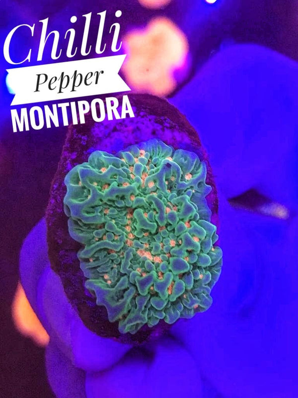 Chilli Pepper Montipora - PetStore.ae