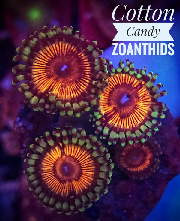 Cotton Candy Zoanthids - PetStore.ae