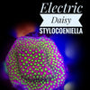 Electric Daisy Stylocoeniella - PetStore.ae