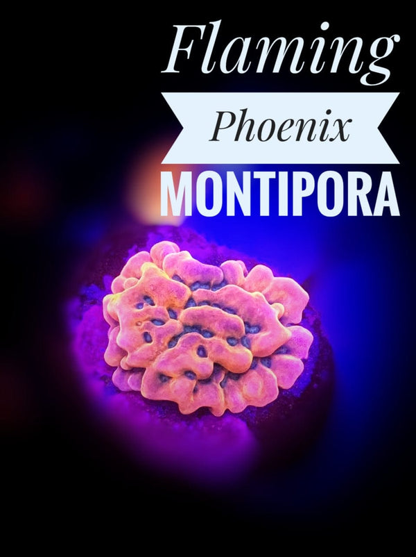 Flaming Phoenix Montipora - PetStore.ae