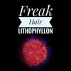 Freak Hair Lithophyllon - PetStore.ae