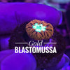 Gold Blastomussa - Australian Coral Frags - PetStore.ae