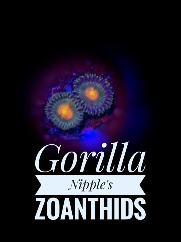 Gorilla Nipple Zoanthids - PetStore.ae