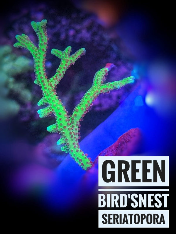 Green Bird's Nest Seriatopora - PetStore.ae