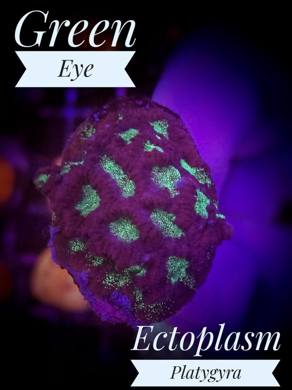 Green Eye Ectoplasm Platygyra - PetStore.ae