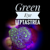 Green Eye Leptastrea - PetStore.ae