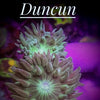 Green Polyp Duncan Coral - PetStore.ae