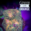 Green with Orange Eye Chalice - PetStore.ae