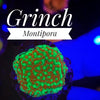 Grinch Montipora - PetStore.ae