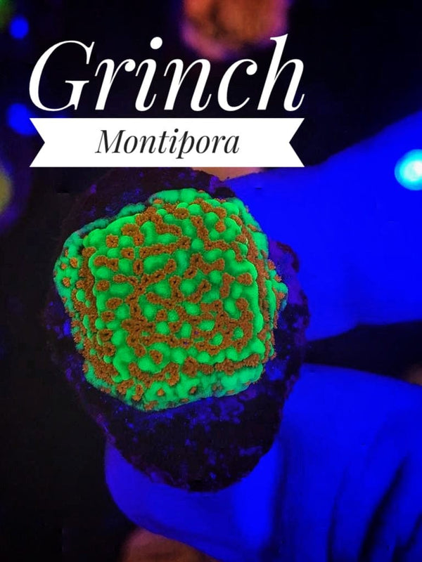 Grinch Montipora - PetStore.ae