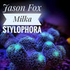 Jason Fox Milka Stylophora - PetStore.ae