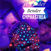 JF Fender - Bender Cyphastrea - PetStore.ae