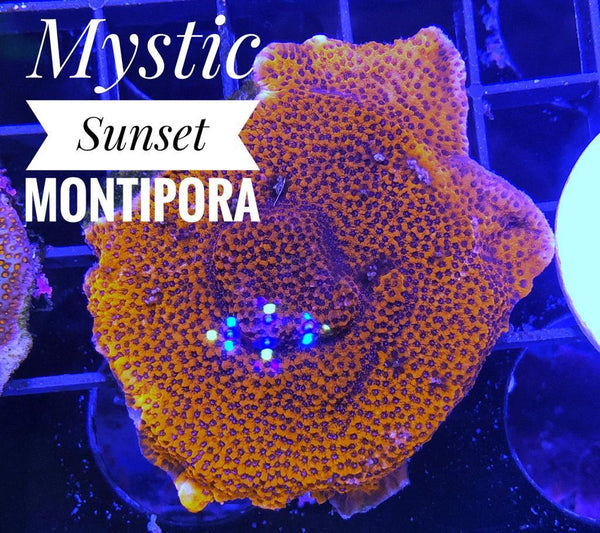 Mystic Sunset Montipora - PetStore.ae