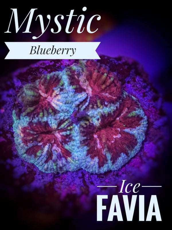 Mystic Blueberry Ice Favia - PetStore.ae