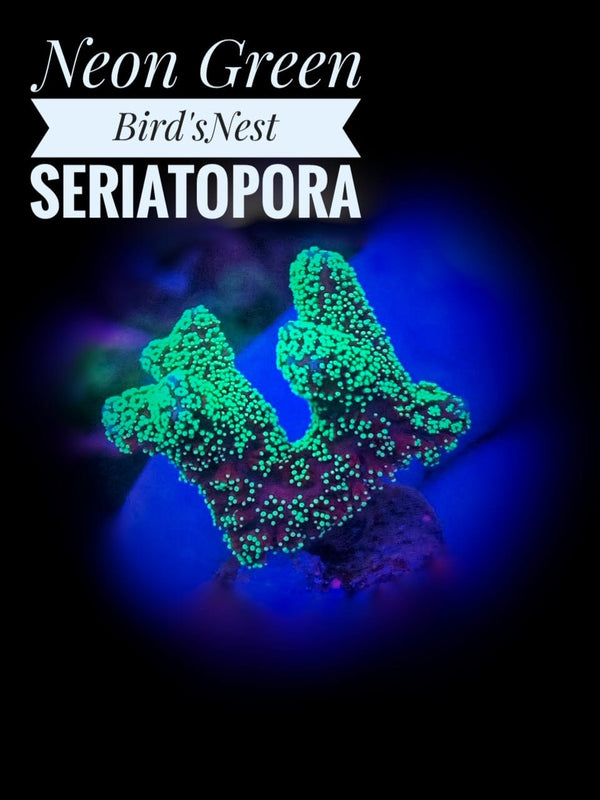Neon Green Bird's Nest Seriatopora - PetStore.ae