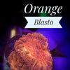 Orange Blastomussa Wellsi - PetStore.ae