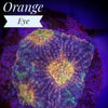 Orange Eye Acanthastrea Echinata - PetStore.ae