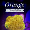 Orange Lithophyllon - PetStore.ae