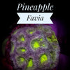 Pineapple Favia - PetStore.ae
